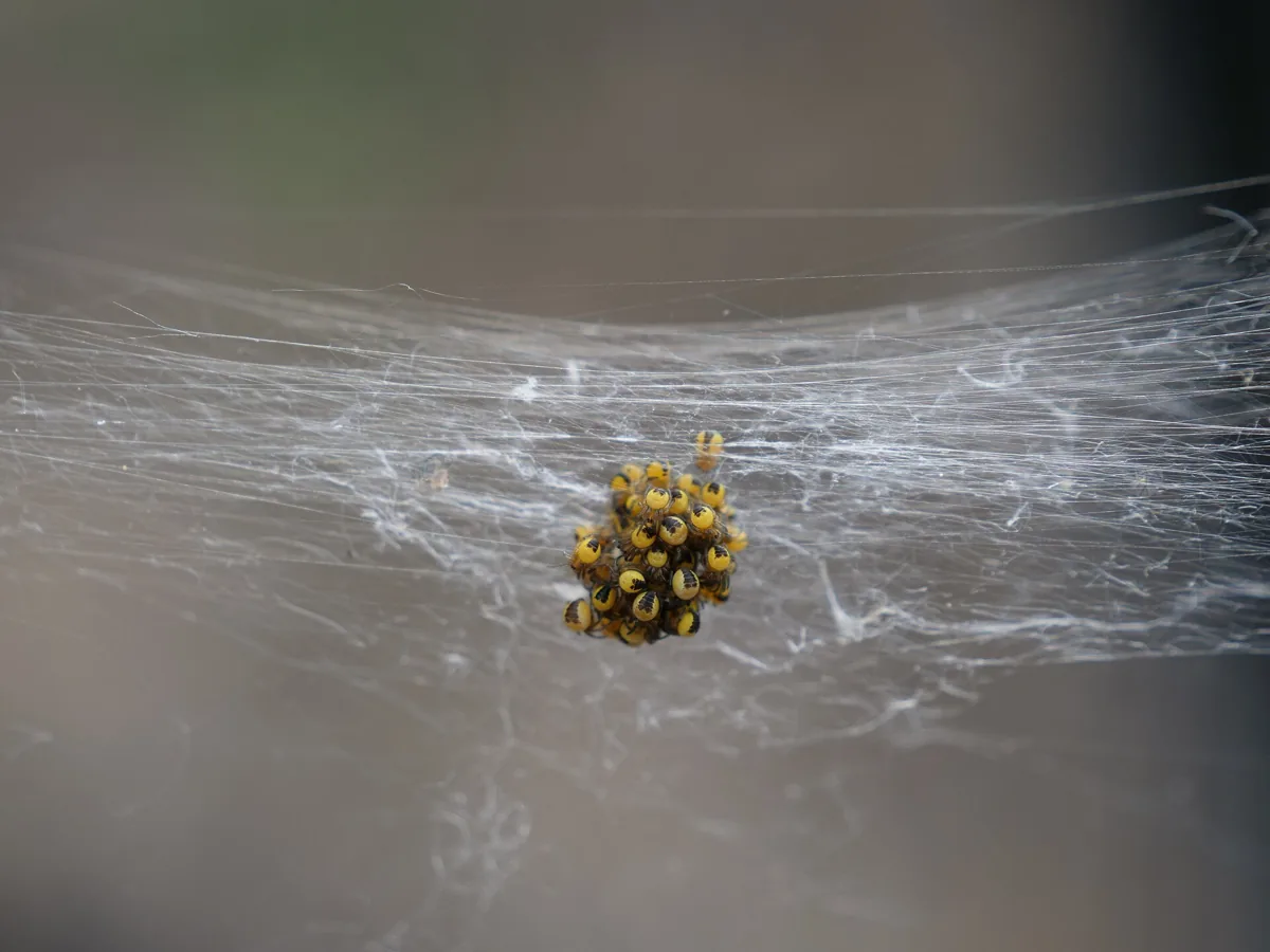 Aglomerado de filhotes de aranha (Araneus diadematus) recém-eclodidos do casulo