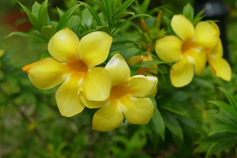 Flores Que Começam Com a Letra H: Nome e Características - imagem ilustrativa do tema