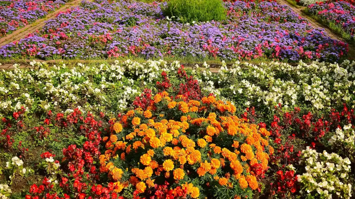 Flores Que Começam Com a Letra J: Nome E Características