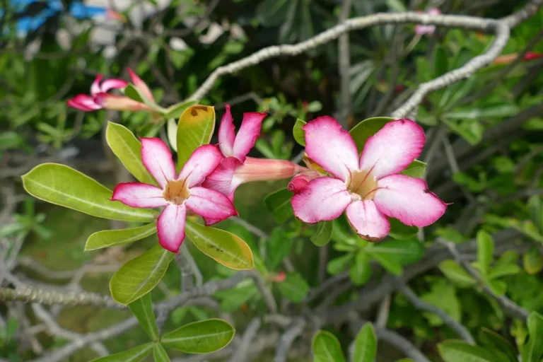 Flores que Começam com a Letra R: Nome e Características - imagem ilustrativa do tema