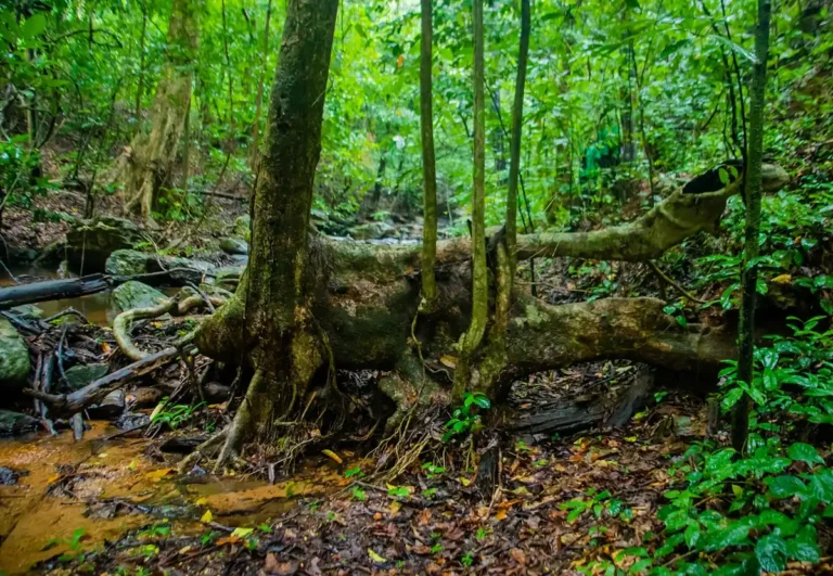 Floresta tropical densa representando a importância ecológica das plantas