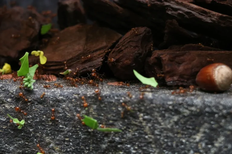 Formiga cortadeira sauva carregando pedaco de folha verde no jardim