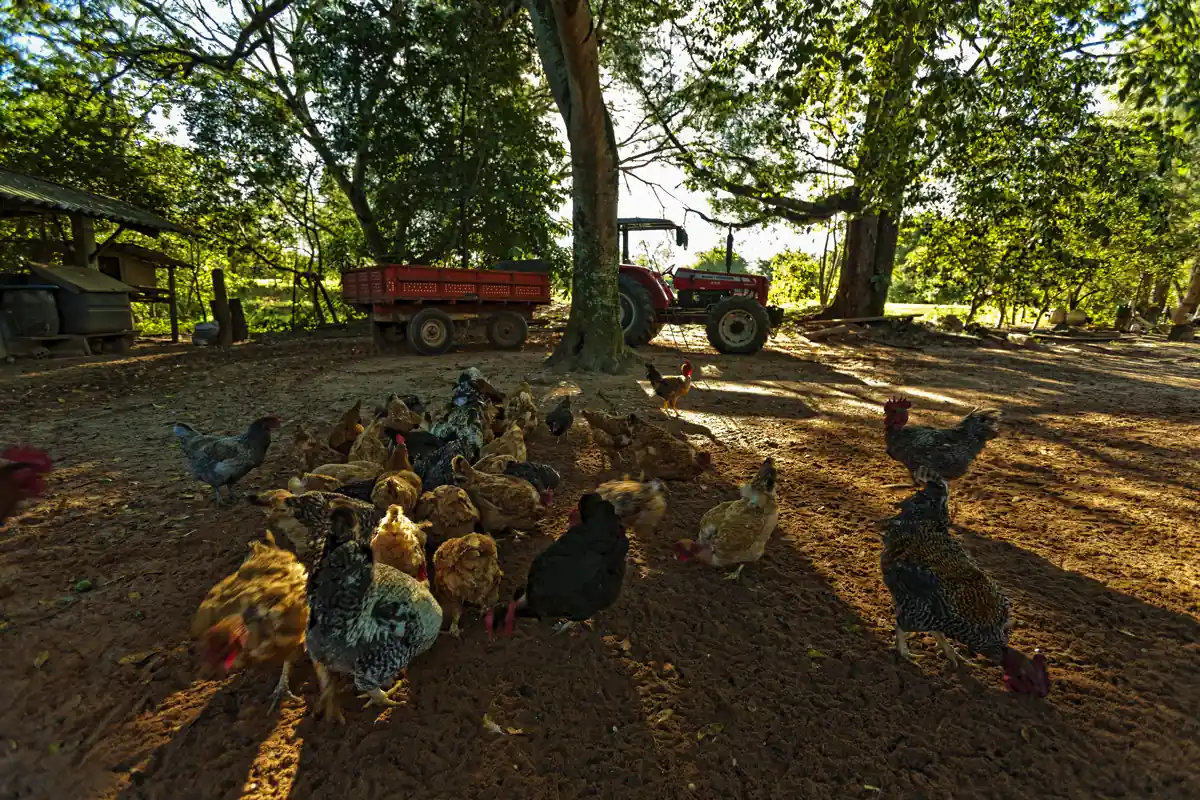 Galinhas caipiras se alimentando no piquete, ciscando grãos e pasto