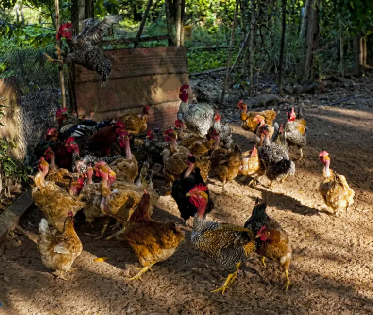 Galinha caipira ciscando solta no pasto em criação a céu aberto