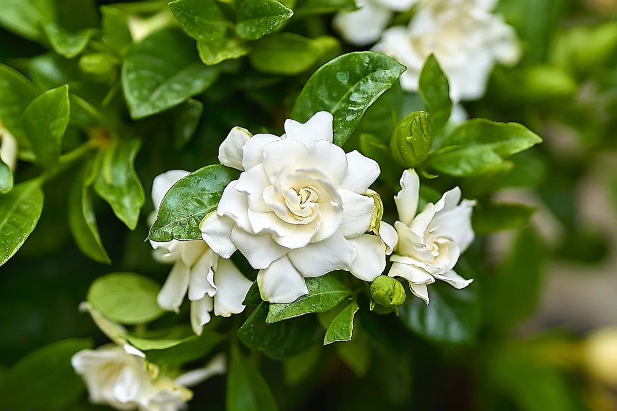 Gardênia (Gardenia jasminoides), flor branca perfumada que começa com a letra G