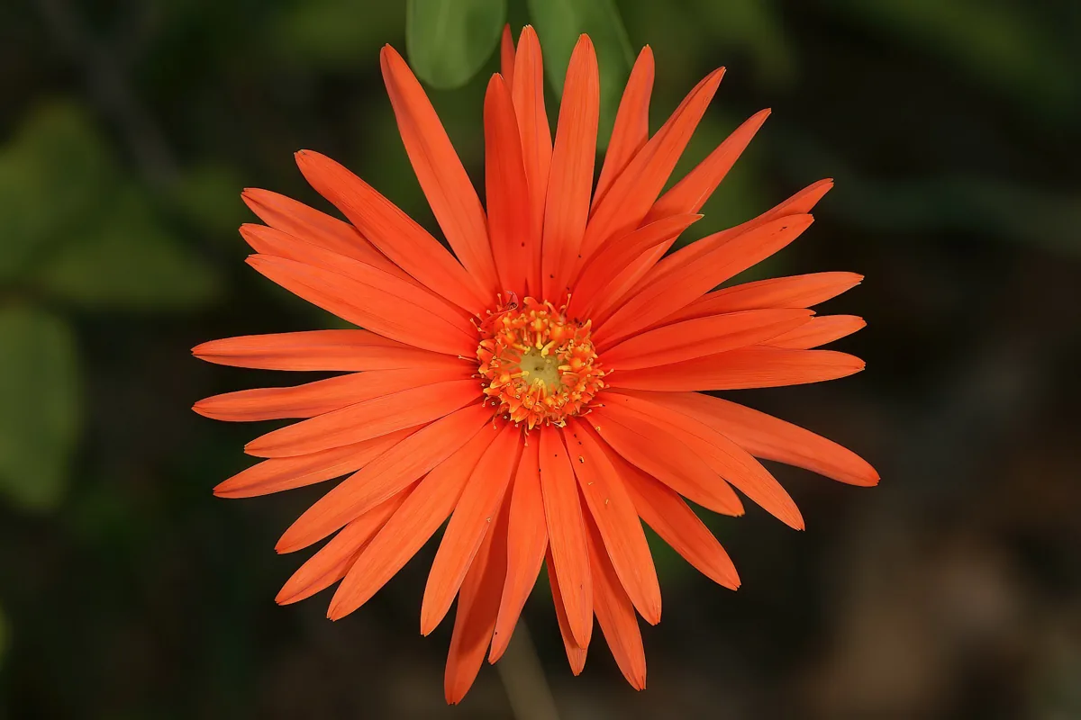Gérbera (Gerbera jamesonii), flor ornamental que começa com a letra G