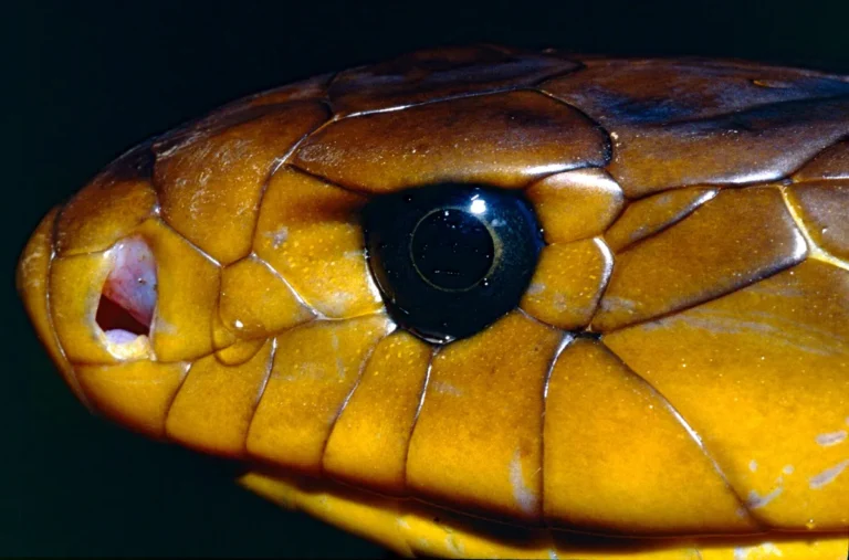 Papa-pinto (Drymarchon corais), serpente conhecida como jararacucu do papo amarelo