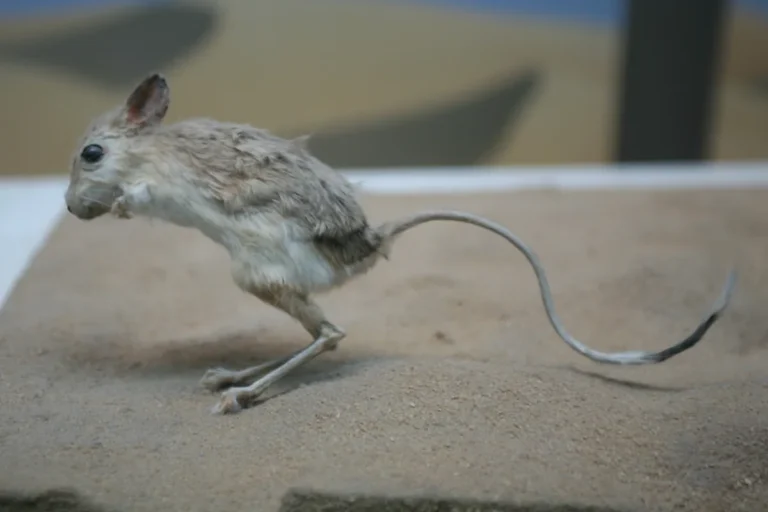 Jerboa egípcio (Jaculus jaculus) saltando no deserto