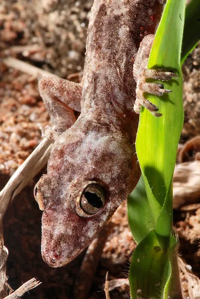 Lagartixa preta é perigosa? Hemidactylus mabouia em parede no Brasil