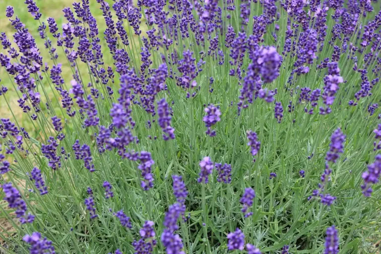 Lavanda (Lavandula angustifolia), flor roxa perfumada que começa com a letra L