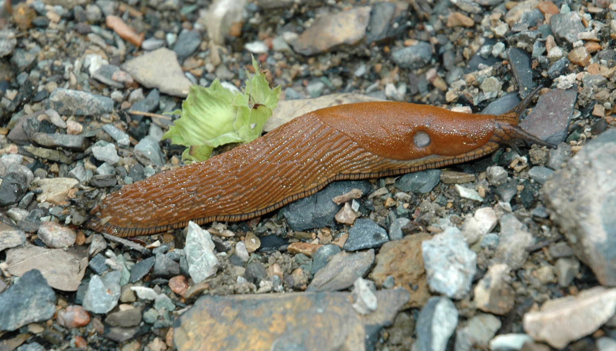 Lesma (Arion vulgaris) em jardim — mollusco sem concha que causa danos às folhas à noite