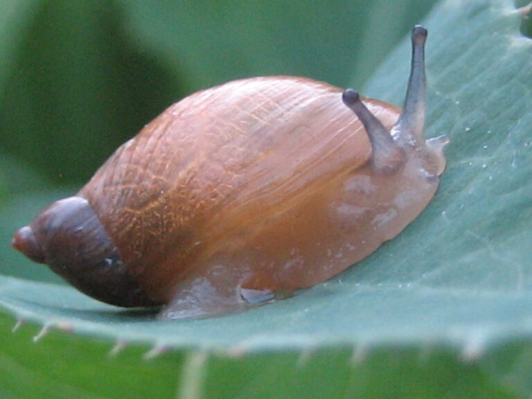 Caracol-da-horta (Cornu aspersum) em folha de planta — praga comum em jardins e hortas brasileiras