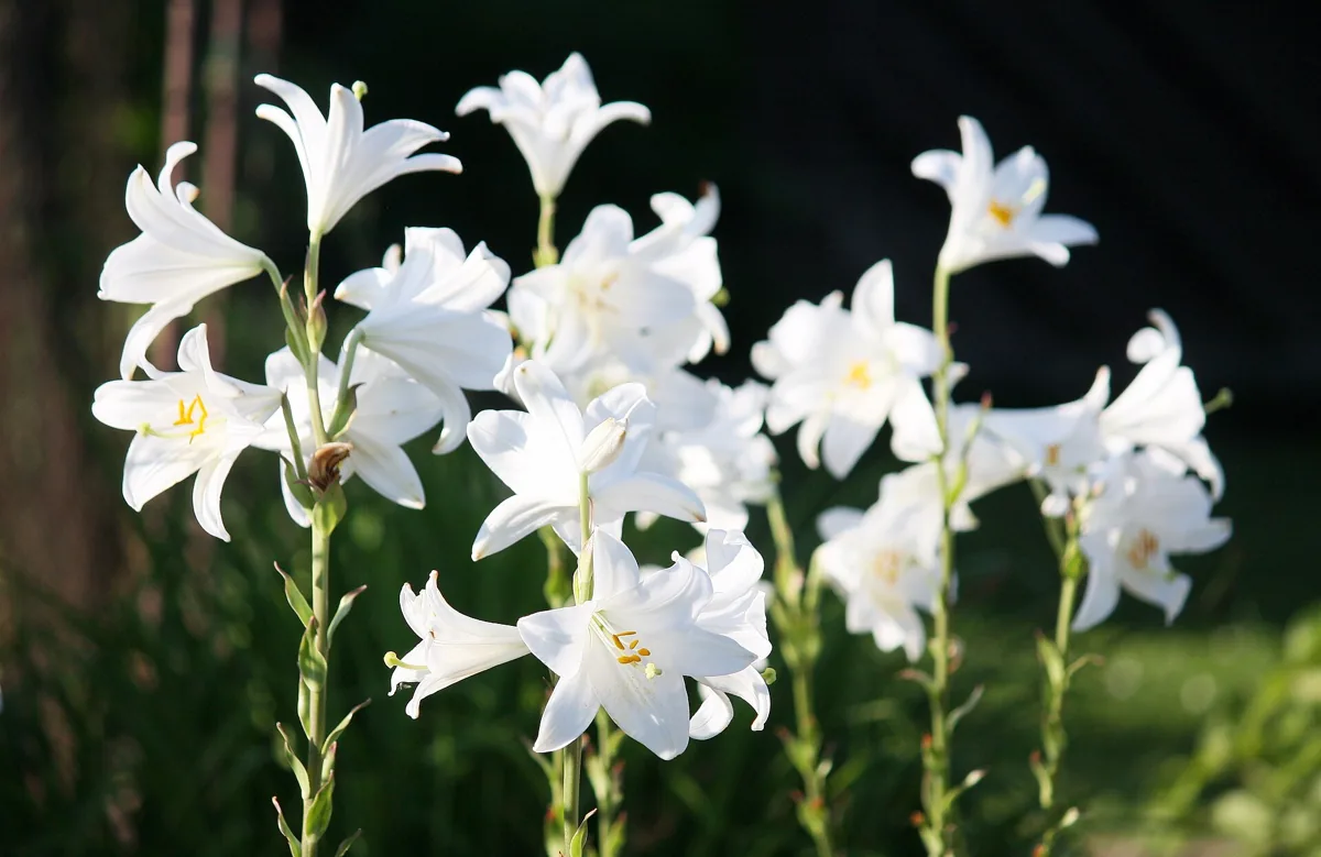 Lírio branco (Lilium candidum), flor de corte que começa com a letra L