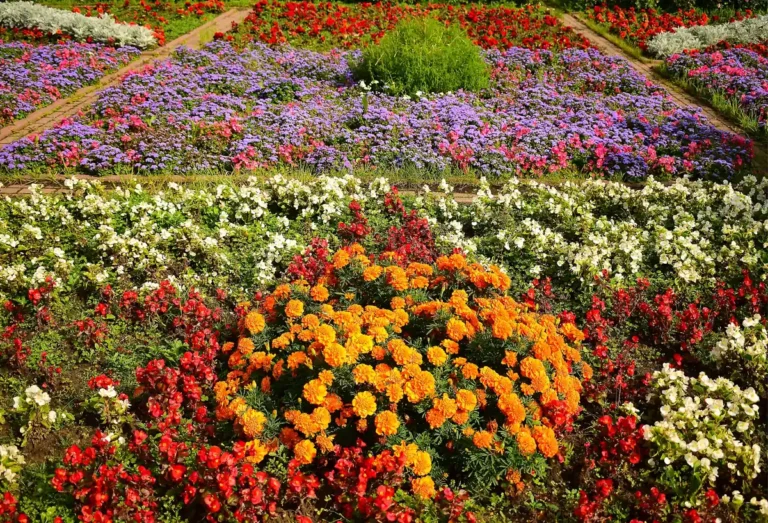 Lista de Nomes de Flores de A a Z Com Fotos - imagem ilustrativa do tema
