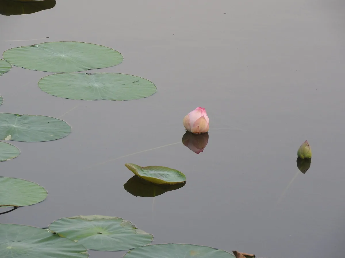 Flor de lótus (Nelumbo nucifera), planta aquática que começa com a letra L