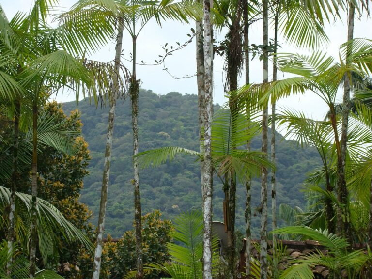 Paisagem de Mata Atlântica preservada, exemplo de área conectada por corredores ecológicos
