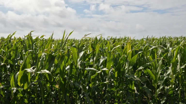 Zea mays - imagem ilustrativa