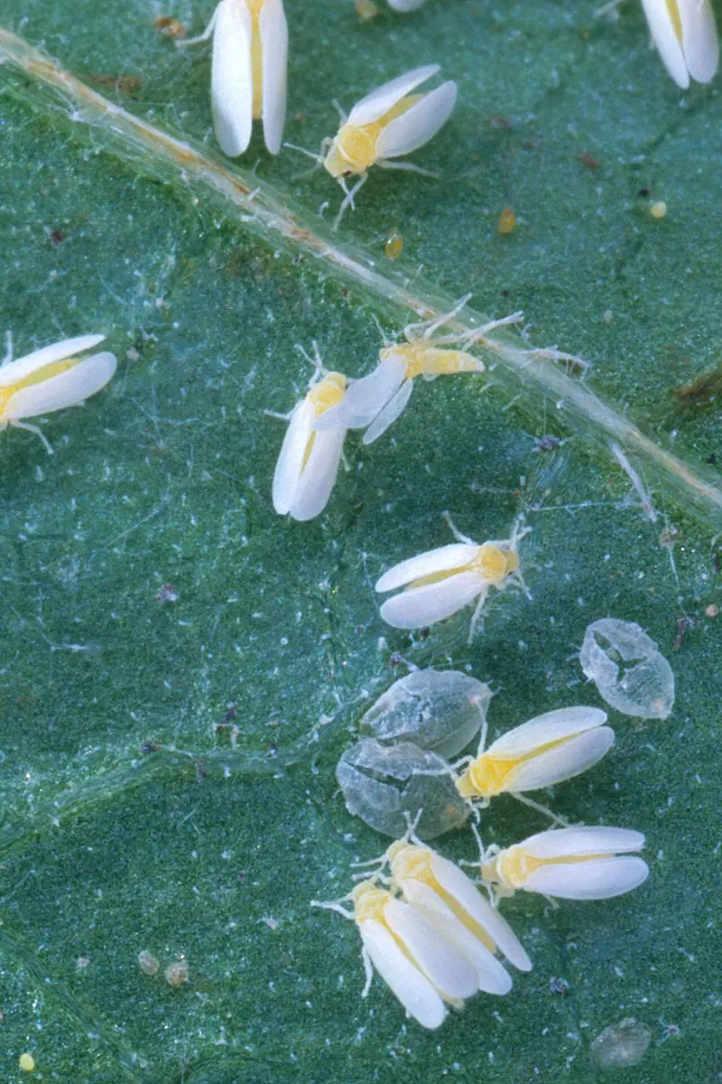Detalhe de adultos de mosca-branca, pequenos insetos de asas brancas