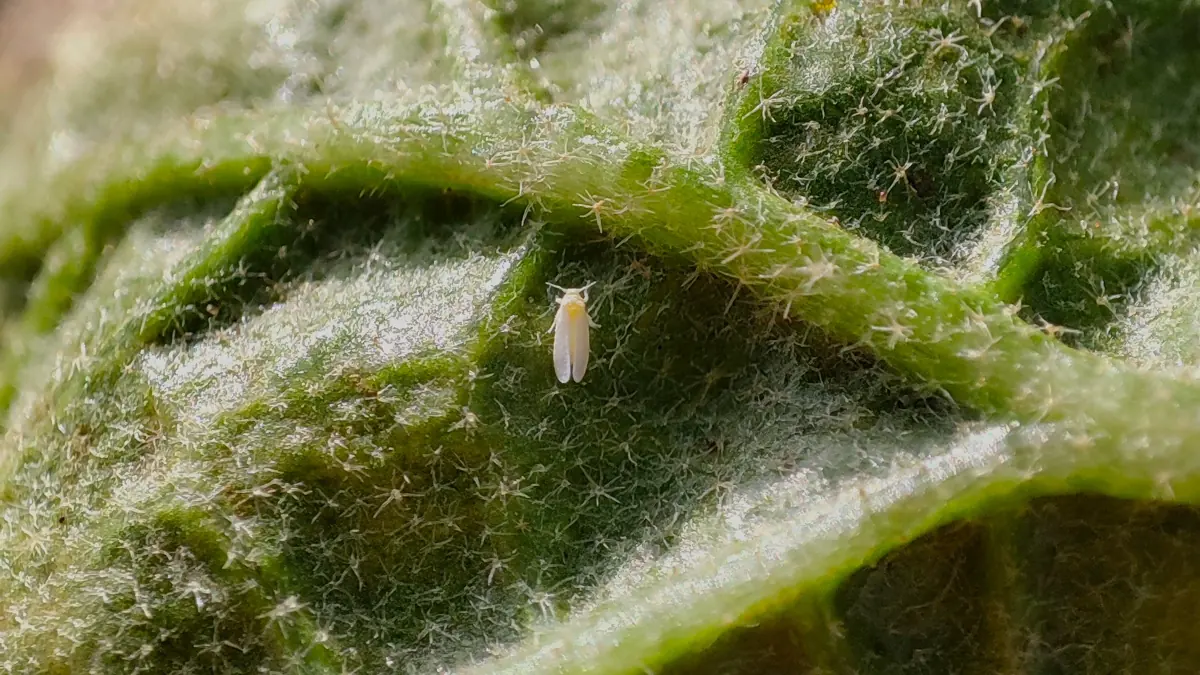 Mosca-branca adulta de asas brancas cerosas na face inferior de uma folha de berinjela