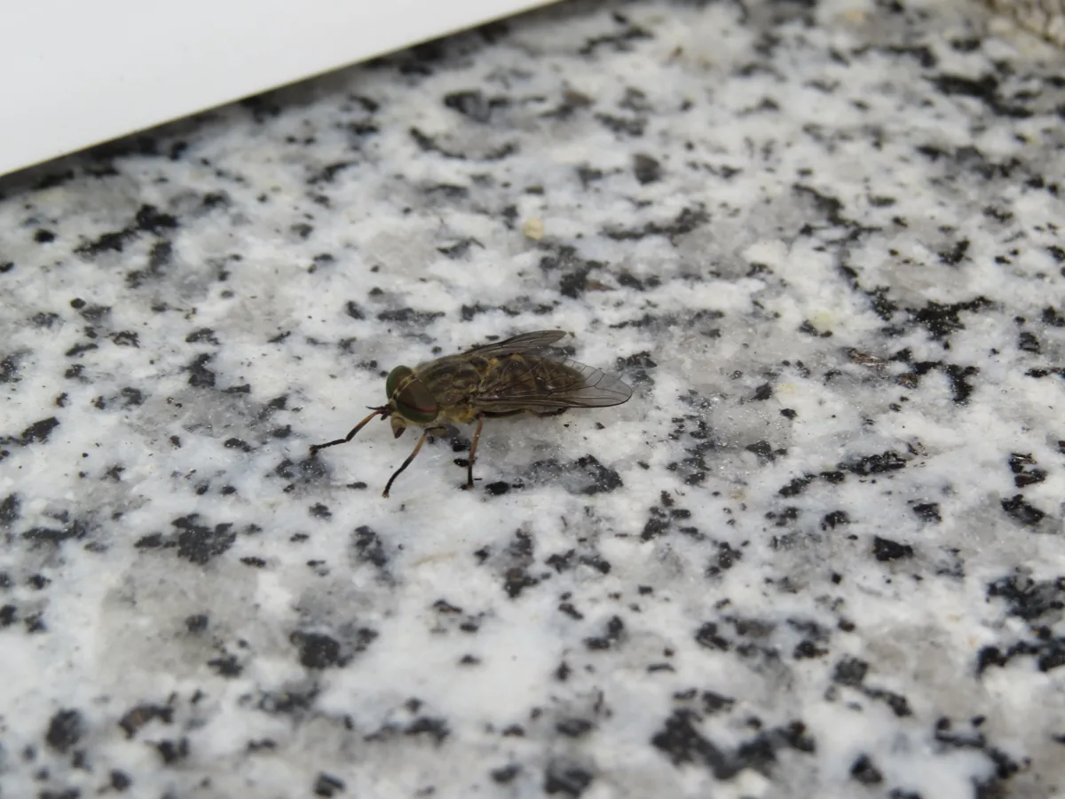Mosca Mutuca: Características, Como Evitar, Habitat e Fotos
