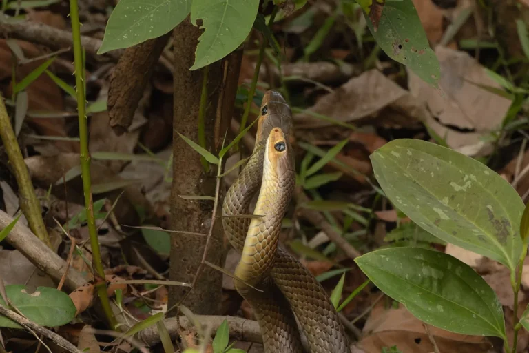 Nomes de Cobras Amarelas - imagem ilustrativa do tema