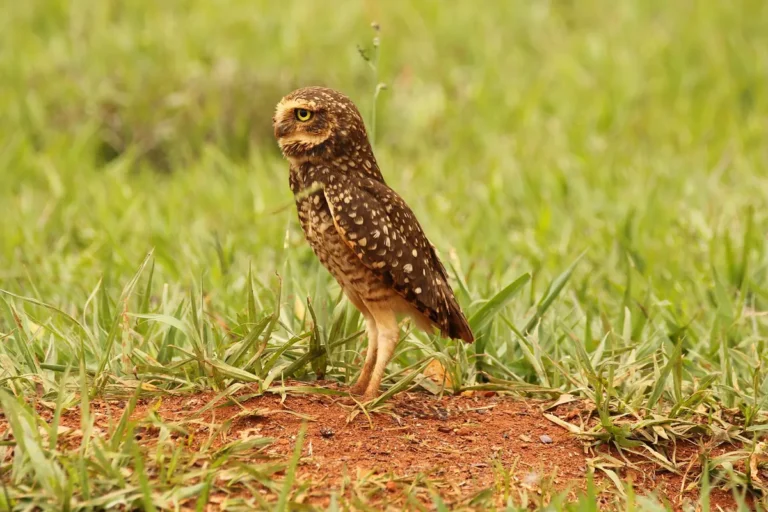 Coruja-buraqueira (Athene cunicularia), espécie comum no Brasil, de olhos amarelos e pernas longas