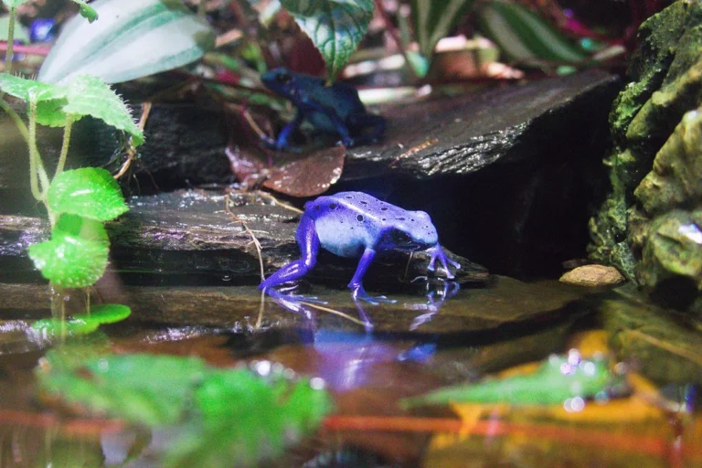 Ra-flecha-azul (Dendrobates tinctorius, morfo azureus)
