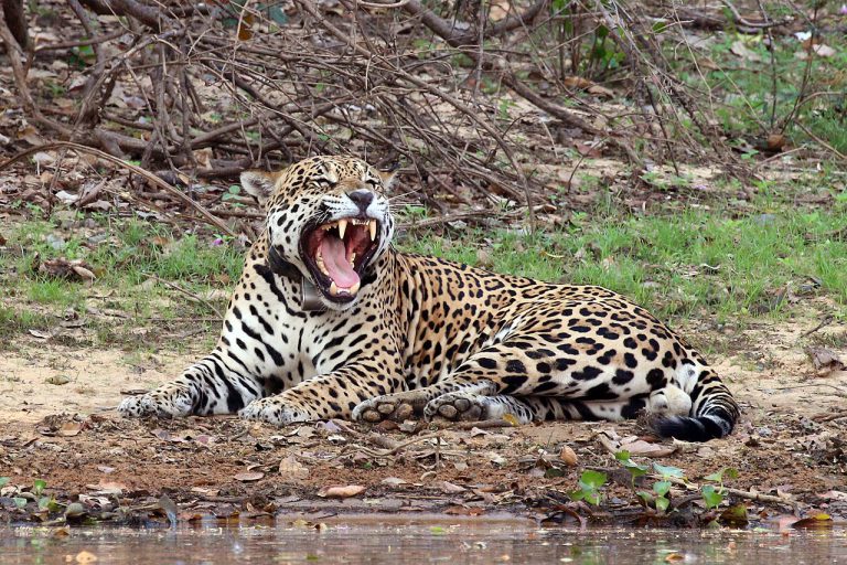 Onça-pintada macho deitada às margens de um rio no Pantanal