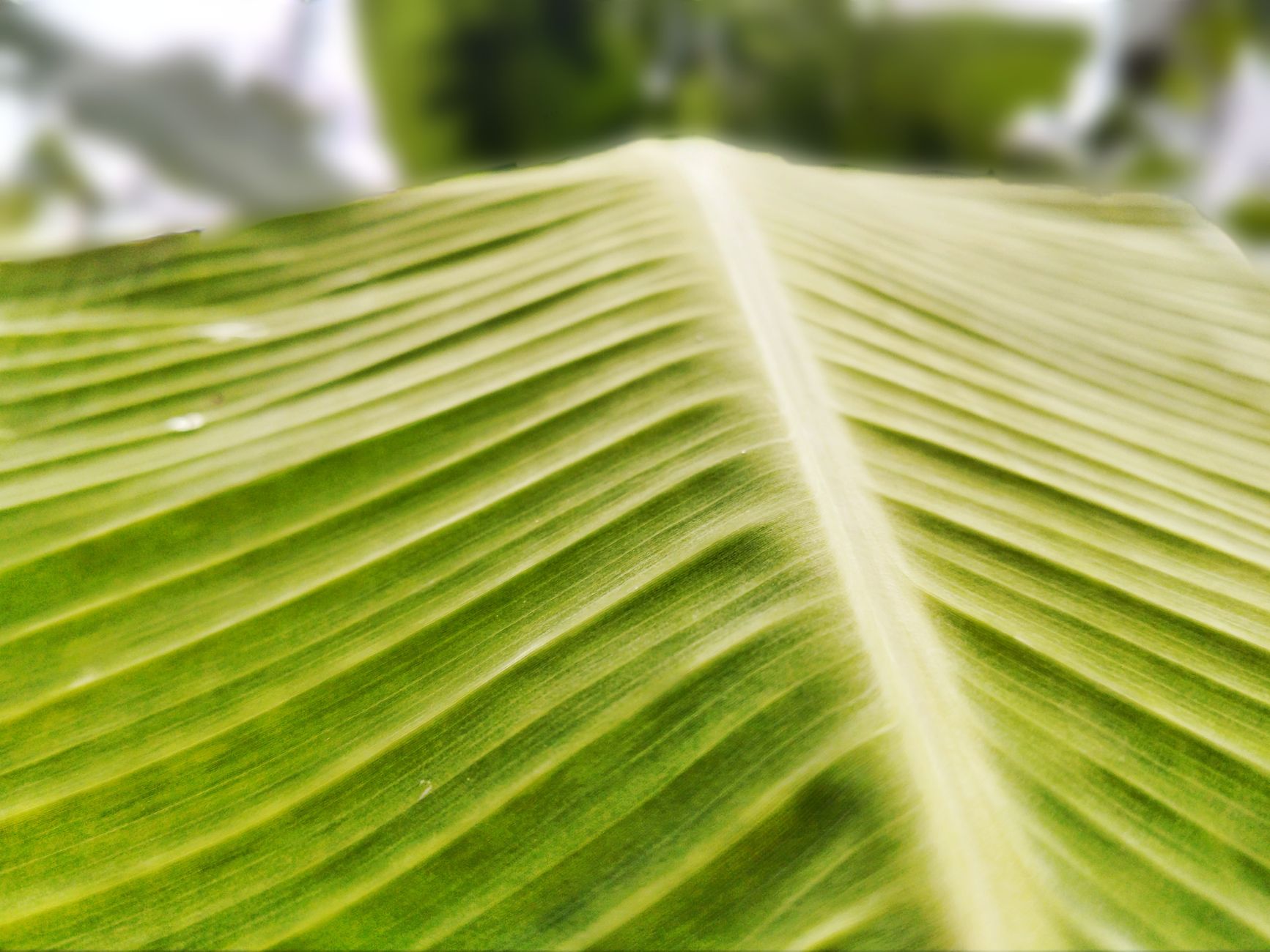 Cacho de bananas em diferentes pontos de maturação, que mudam o efeito no intestino