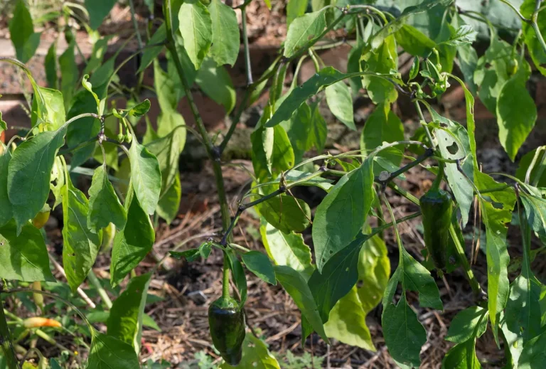 pimenta dedo de moça (Capsicum baccatum) madura, vermelha e alongada, no pé
