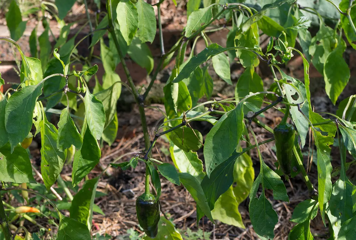 pimenta dedo de moça (Capsicum baccatum) madura, vermelha e alongada, no pé