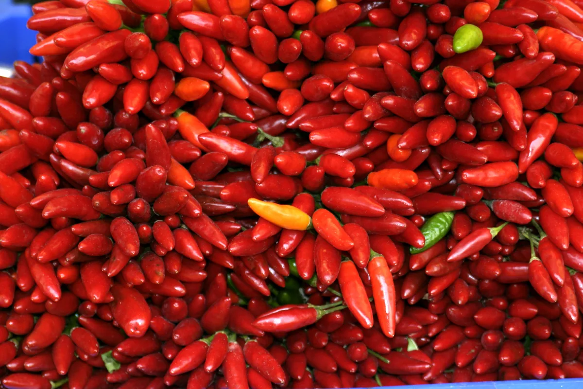 Benefícios da pimenta malagueta: frutos vermelhos maduros ricos em capsaicina