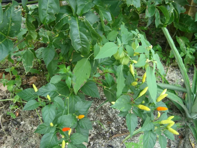 Pimenta malagueta no pé, com frutos pequenos amarelos e alaranjados, cultivada no Brasil