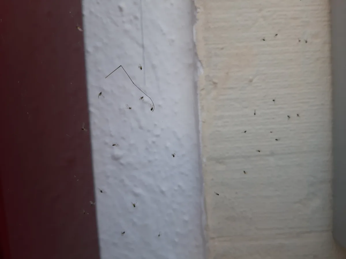 Detalhe de uma colônia de pulgões agrupados sugando a seiva de um broto novo