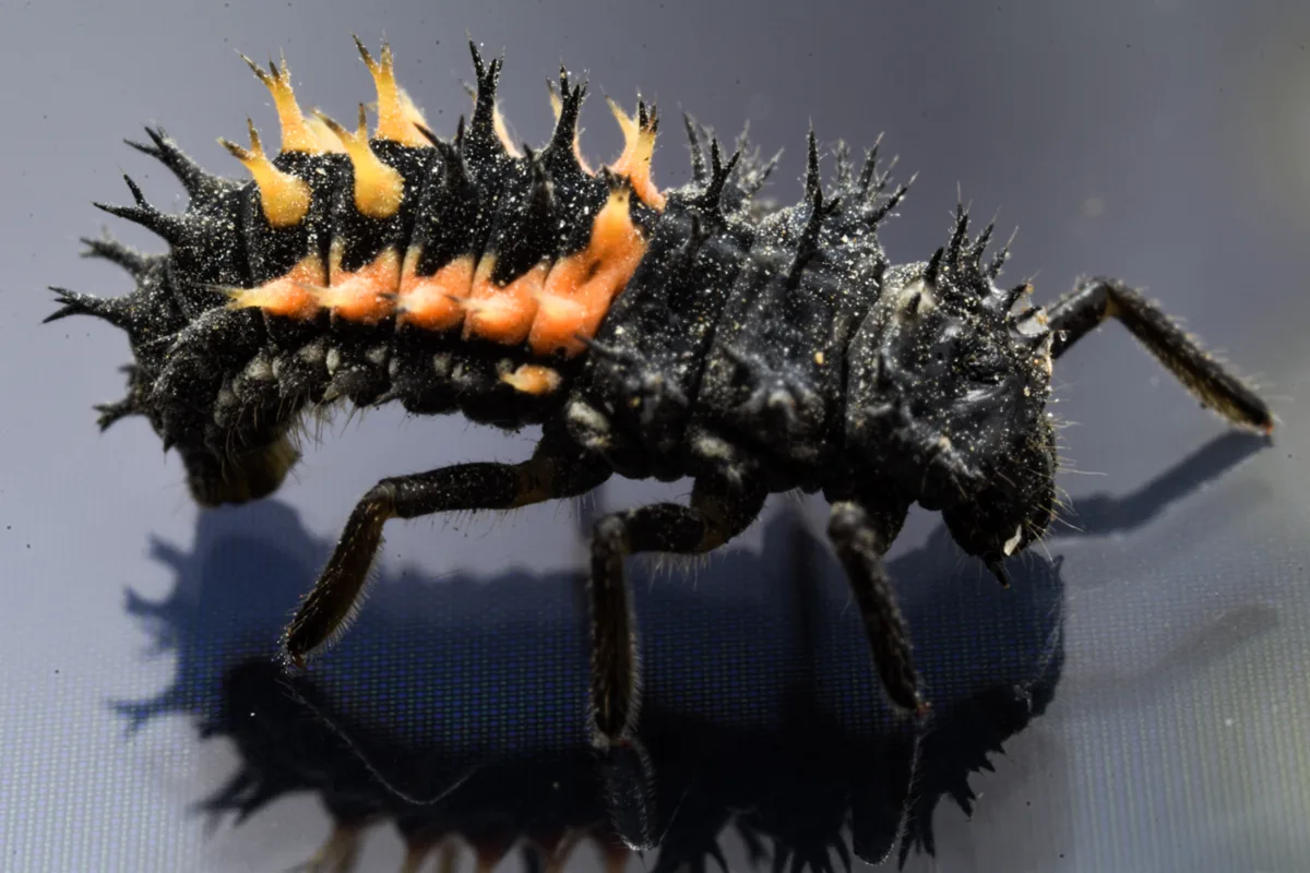 Larva de joaninha, predadora natural que devora pulgões nas plantas