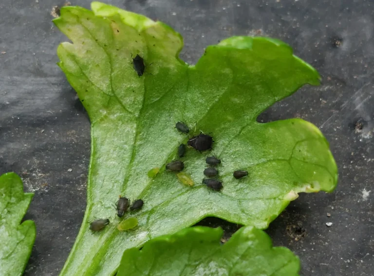 Colônia de pulgões verdes sugando o caule e as folhas de uma planta de coentro