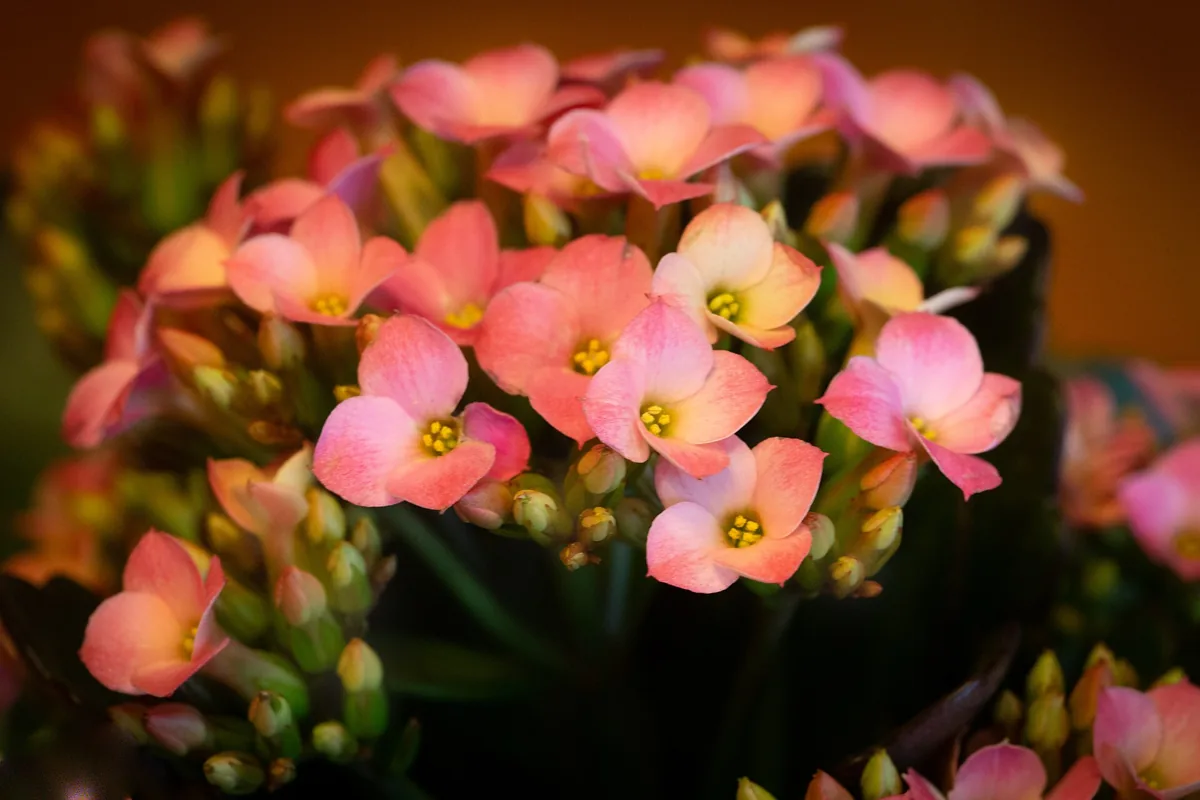 Saião ou flor-da-fortuna (Kalanchoe blossfeldiana), flor de vaso que começa com a letra S