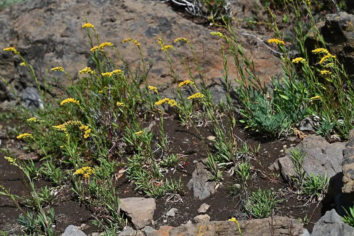 Solidago ou vara-de-ouro (Solidago chilensis), flor nativa do Brasil que começa com a letra S