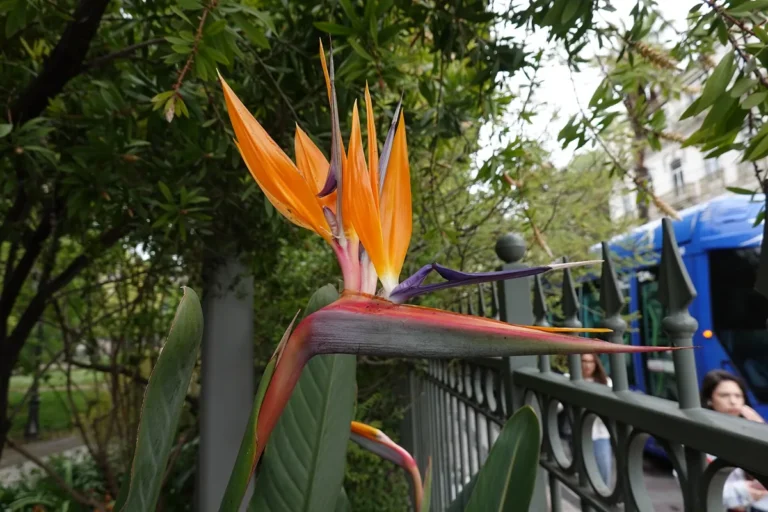 Estrelícia (Strelitzia reginae), a ave-do-paraíso, flor que começa com a letra S
