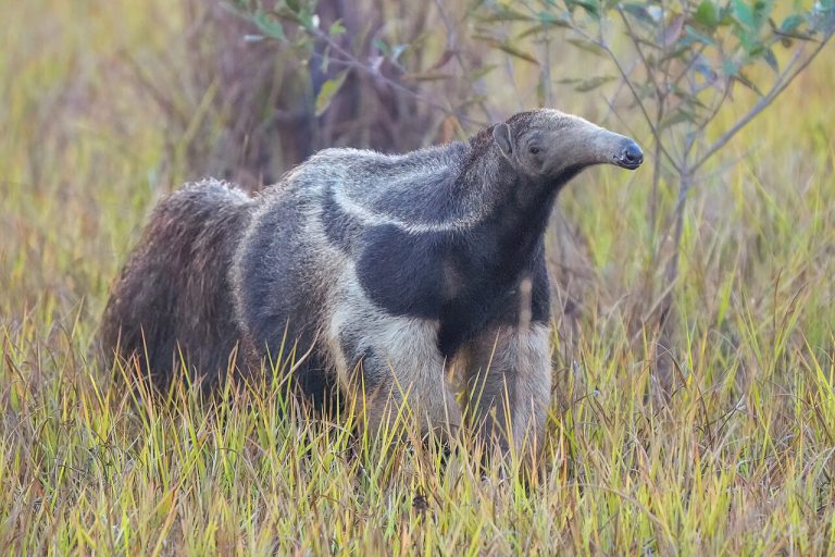 Tamanduá-bandeira em campo aberto no Pantanal brasileiro