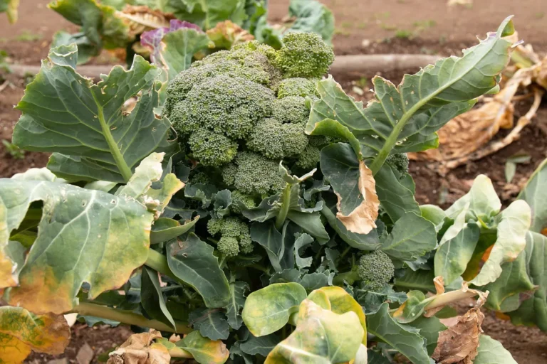 Cabeça de brócolis comum (Brassica oleracea var. italica), o tipo calabresa