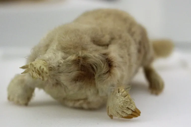 Toupeira nariz de estrela (Condylura cristata) com focinho rosado em forma de estrela