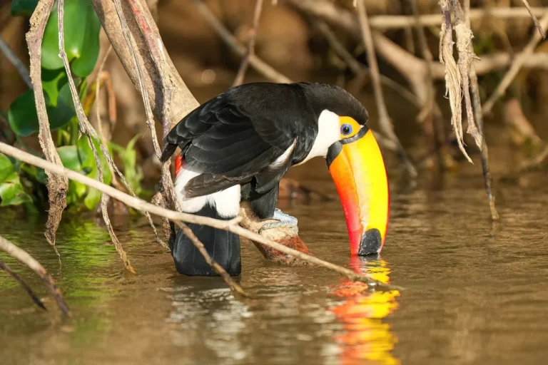 Tucano-toco (Ramphastos toco), ave brasileira que começa com a letra T, no Pantanal