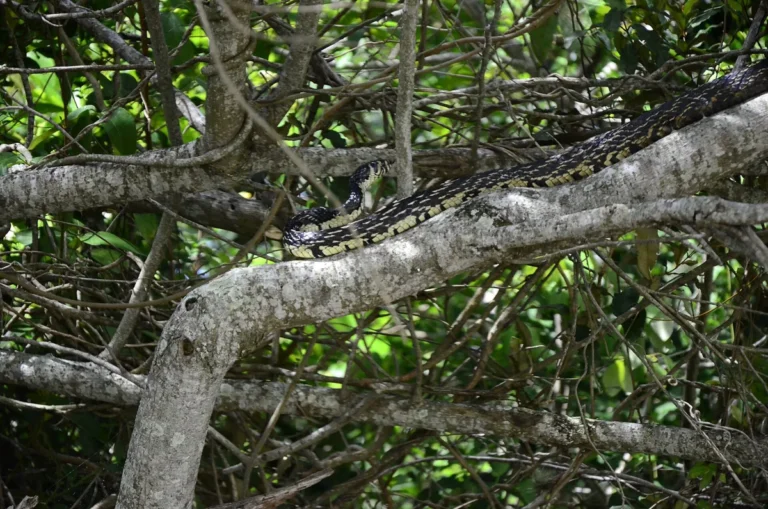 Spilotes pullatus - imagem ilustrativa