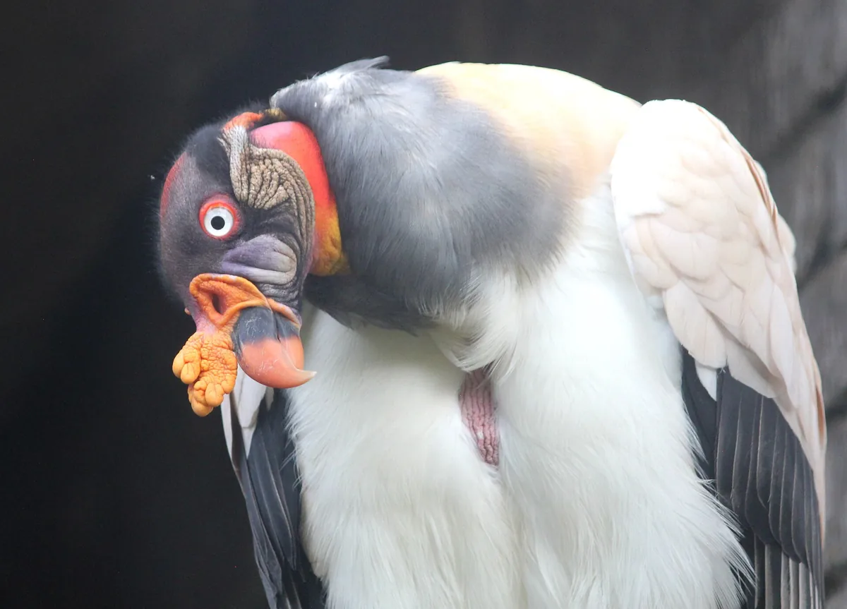 Urubu-rei (Sarcoramphus papa), a espécie de urubu mais colorida do Brasil