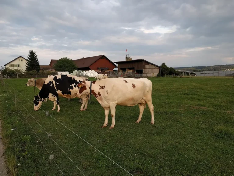 Vaca (Bos taurus), bovino ruminante doméstico, no pasto