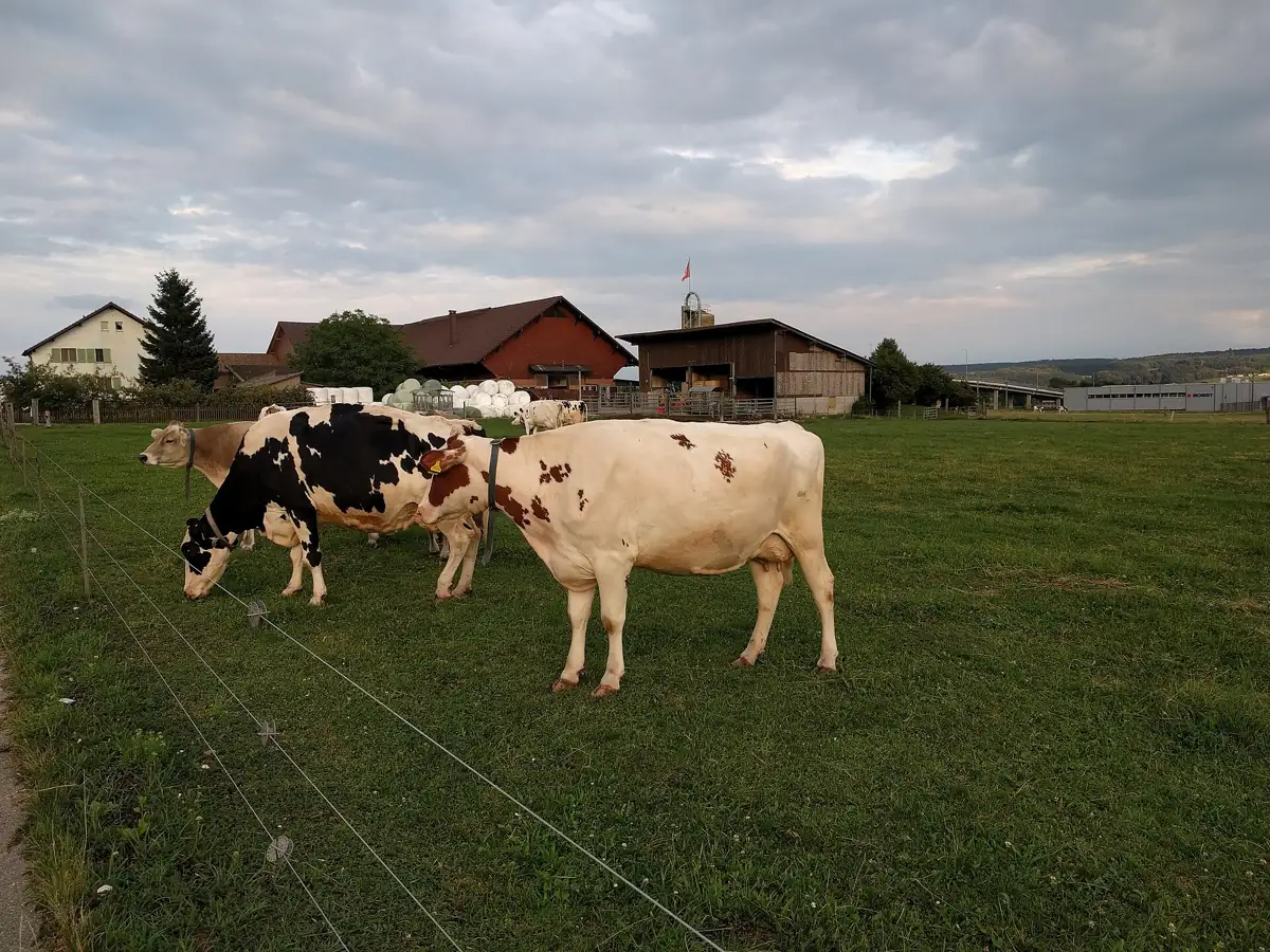 Vaca (Bos taurus), bovino ruminante doméstico, no pasto