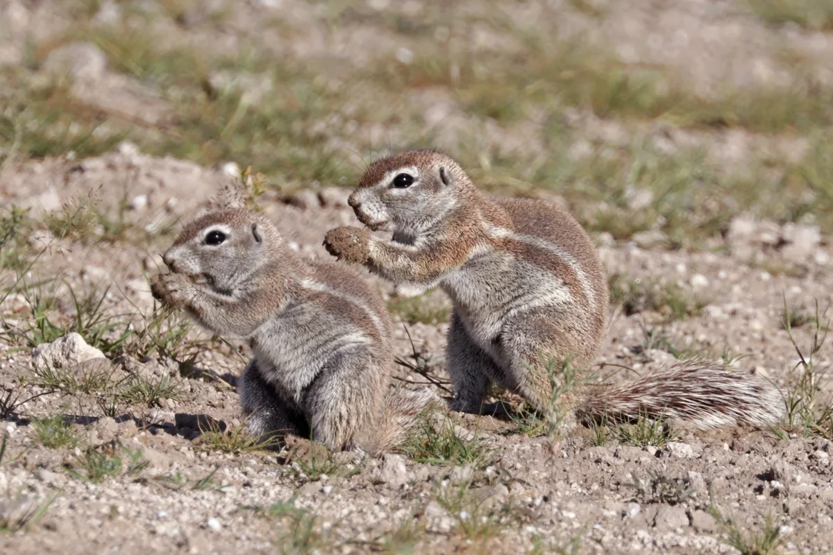 Esquilo-terrestre-do-cabo (Xerus inauris), animal com a letra X