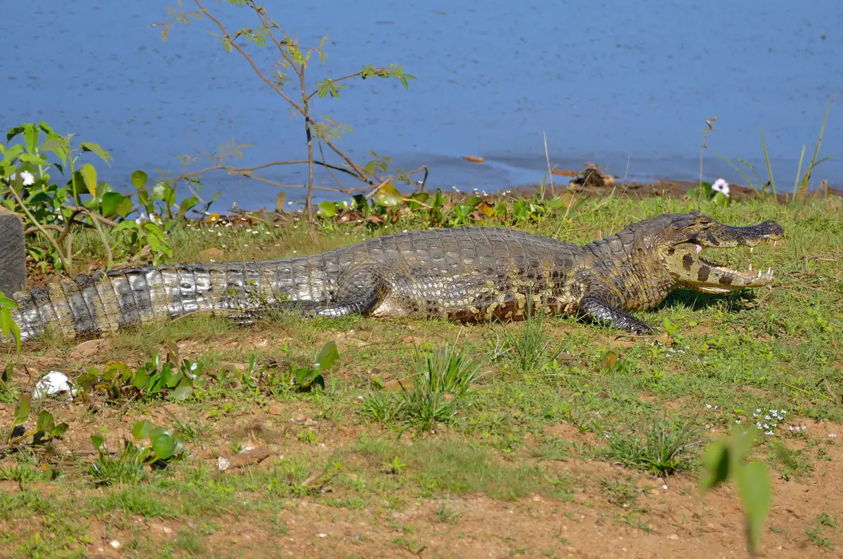 Yacaré ou jacaré-do-pantanal (Caiman yacare) às margens de um rio no Pantanal