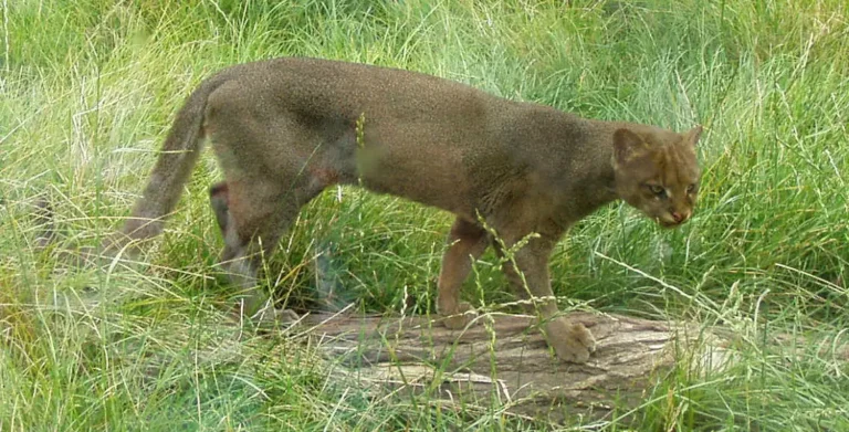 Yaguarundi (Herpailurus yagouaroundi), tambem chamado eira, felino nativo do Brasil cujo nome comeca com a letra Y